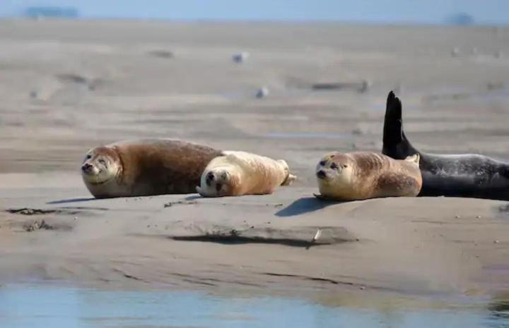 Gite Escale Oceania En Baie De Somme A Ault, 50M De La Mer Exterior foto
